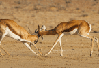 Pourquoi opter pour un safari en Namibie