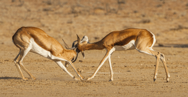 Pourquoi opter pour un safari en Namibie