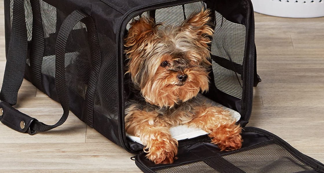 Comment habituer son chien au sac de transport
